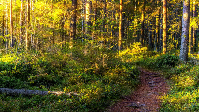 Обои картинки фото природа, дороги, натура