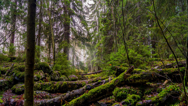 Обои картинки фото природа, лес, натура