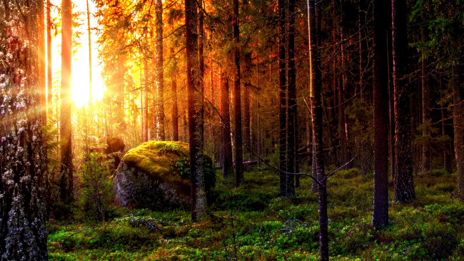 Обои картинки фото природа, лес, натура