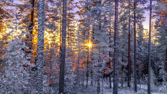 Обои картинки фото природа, лес, натура