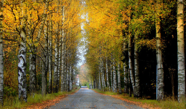 Обои картинки фото природа, дороги, натура