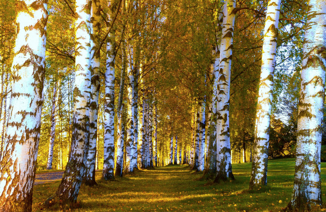 Обои картинки фото природа, дороги, натура