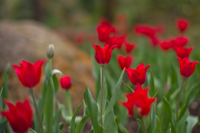 Обои картинки фото цветы, тюльпаны, нежность, цветение, лепестки