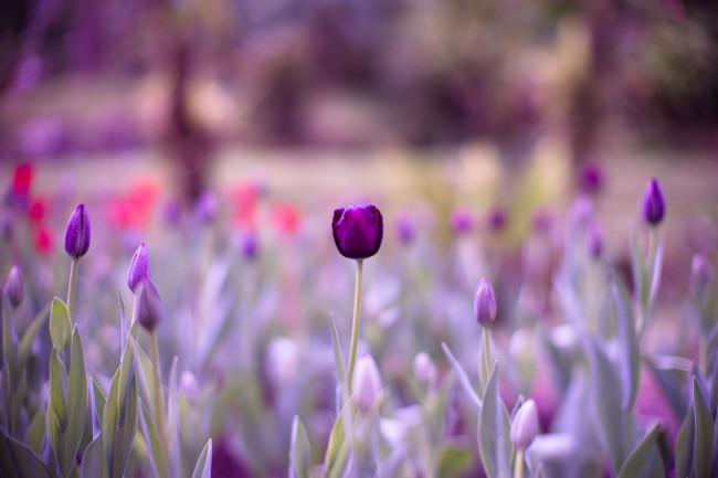 Обои картинки фото цветы, тюльпаны, нежность, цветение, лепестки