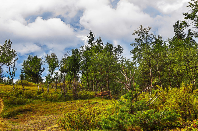 Обои картинки фото природа, лес, натура