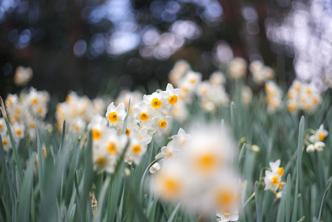 Обои картинки фото цветы, нарциссы, цветение