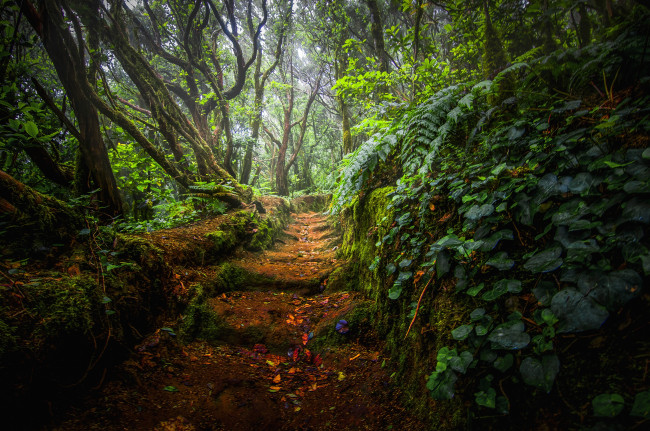 Обои картинки фото природа, дороги, тропинка, лес