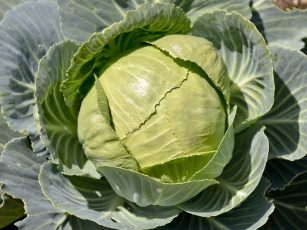 Картинка природа плоды капуста