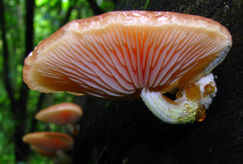 Картинка природа грибы макро