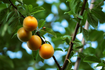 Картинка природа плоды сливы