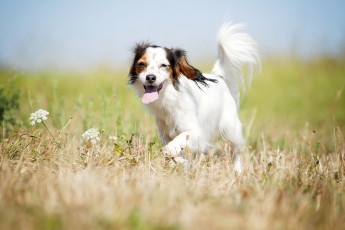 Картинка собака животные собаки