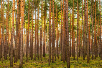 Картинка природа лес простор