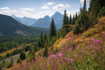 Картинка природа луга простор