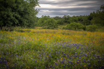Картинка природа луга простор