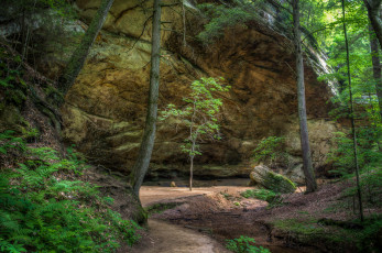 Картинка природа лес простор