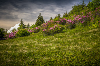 Картинка природа луга простор