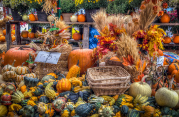 Картинка еда тыква снедь