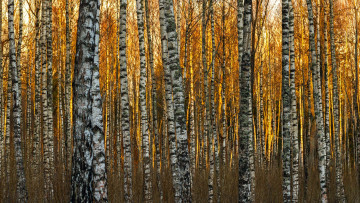 Картинка природа лес березы