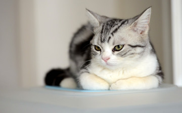 Картинка кот животные коты