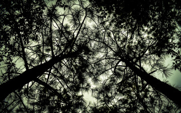 Картинка природа деревья верхушки