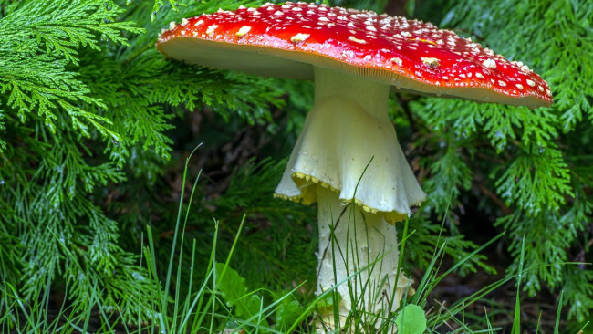 Обои картинки фото природа, грибы,  мухомор, макро
