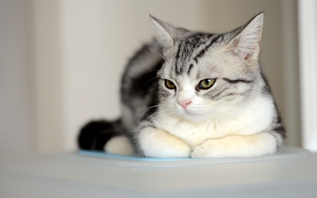 Обои картинки фото кот, животные, коты