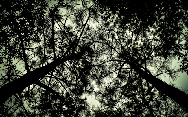 Обои картинки фото природа, деревья, верхушки