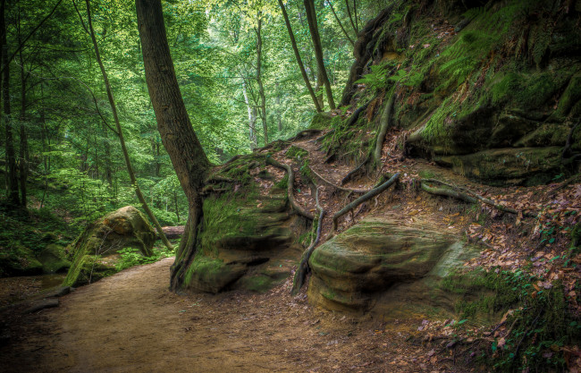 Обои картинки фото природа, лес, простор