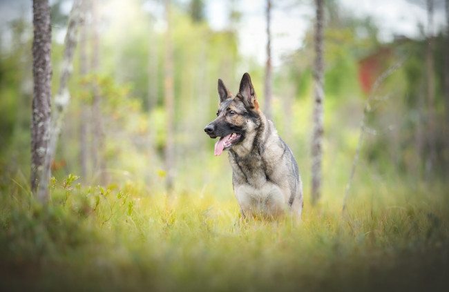 Обои картинки фото собака, животные, собаки