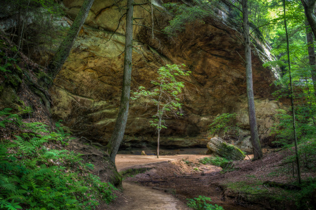 Обои картинки фото природа, лес, простор