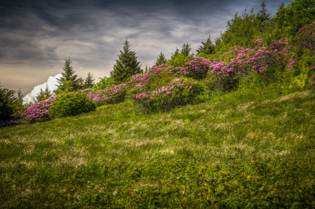 Обои картинки фото природа, луга, простор