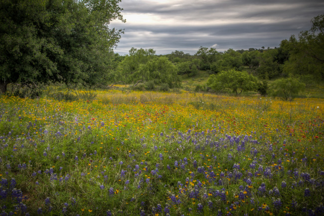 Обои картинки фото природа, луга, простор