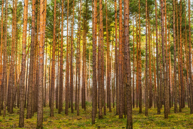 Обои картинки фото природа, лес, простор