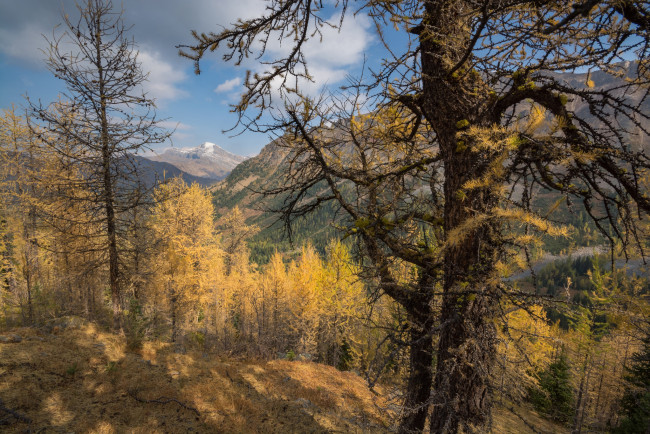 Обои картинки фото природа, лес, простор