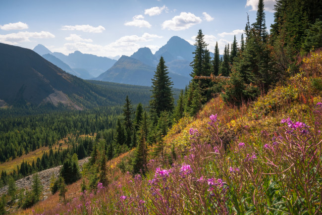 Обои картинки фото природа, луга, простор