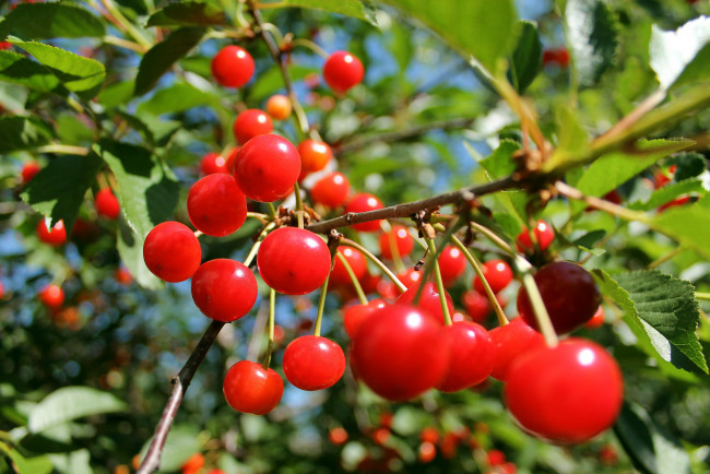 Обои картинки фото природа, Ягоды, черешня