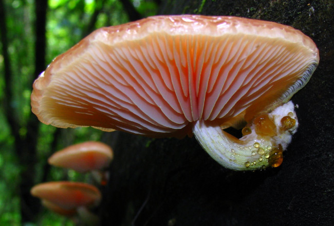 Обои картинки фото природа, грибы, макро