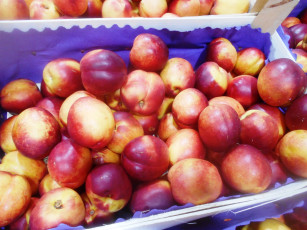 Картинка еда персики +сливы +абрикосы