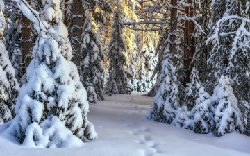 Картинка природа зима снег сугробы