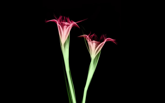 Обои картинки фото разное, кости,  рентген, цветы