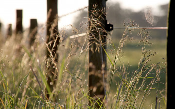 Картинка природа луга трава залор