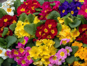 обоя цветы, примулы, разноцветные
