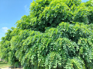 Картинка природа деревья акация