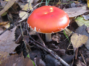 Картинка природа грибы +мухомор