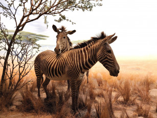 Картинка животные зебры