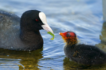Картинка животные чомги+ поганки птицы