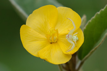 Картинка животные пауки паук