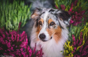 Картинка животные собаки собака