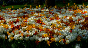 Картинка цветы тюльпаны