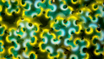 Картинка животные морская+фауна кораллы